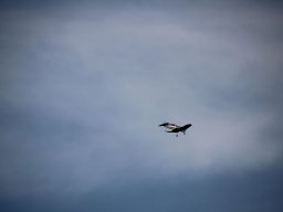 fliegen0803 15
